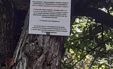 Monastero: furti di funghi e castagne, i coltivatori dicono basta