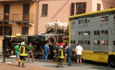 Si ribalta la motrice di un camion che trasporta bestiame a Margarita 