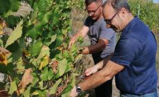 FOTOGALLERY - A Rocca Cigliè si vendemmiano Riesling e Gewurztraminer 