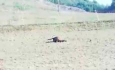 Quarto attacco di lupi in due mesi: 8 pecore uccise a Carrù