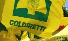 Coldiretti: domenica a Ceva il "grazie" del mondo agricolo cuneese. Giornata provinciale del Ringraziamento alla presenza del vescovo di Mondovì