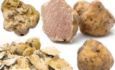 Briaglia: una De.co. per il tartufo bianco pregiato