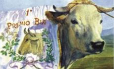 Carrù: Fiera del Bue Grasso tra internazionalità e tradizione