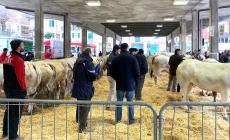 Ceva: è la settimana della Fiera di Santa Lucia