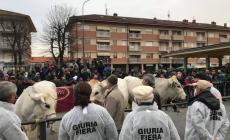 Carr&ugrave;: i giurati della rassegna zootecnica voteranno i bovini in gara con il tablet 