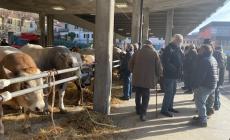 Ceva: le immagini della Fiera di Santa Lucia 2021. Vincitori e premiati