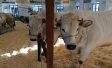 FOTOGALLERY - Bovini in mostra alla Fiera del Bue Grasso di Carrù 2021
