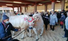 VIDEO - Fiera del Bue Grasso 2021: il miglior bue nostrano è Boss dell'azienda Allione Cardone di Carrù