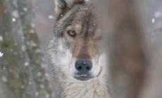 Monitoraggio del lupo: 900 esemplari nelle zone alpine
