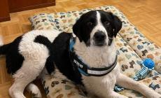 Beinette: cane smarrito in zona ferrovia