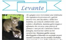 La Lida Carrù Mondovì Ceva lancia le “adozioni a distanza” dei gatti