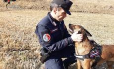Cani avvelenati: sono i “tabui” dei cercatori di tartufo. I fatti nel Cheraschese, l’allarme su tutto il territorio del Cuneese
