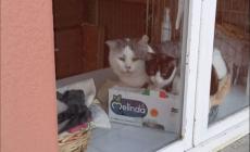 Il gatto Lucky, dopo essere stato adottato, ha fatto di tutto per tornare dalla sua Tabatina 