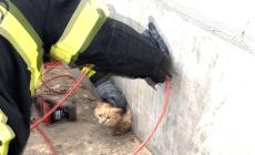 Villanova Mondovì: gattino salvato dai vigili del fuoco