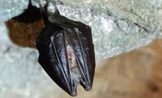 Bossea, le grotte “adottano” i pipistrelli: «Animali nobilissimi»