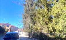 Mondovì, vento forte, albero pericolante in via Malfatti: traffico interrotto