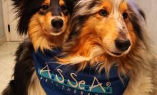 Pet Therapy in arrivo nelle scuole di Carrù