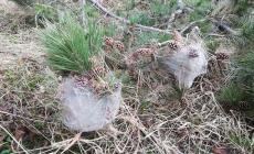 Chiusa Pesio, processionaria del pino alla Roccarina: prestare attenzione