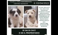 Cuccioli abbandonati vicino al cimitero. Associazione “Gea, il cerca casa”: «Un altro caso, siamo senza parole»
