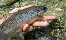 Riapre la stagione di pesca nel torrente Pesio