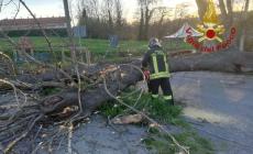 Pogliola: un albero è caduto sui cavi della luce e della Telecom