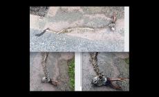 Scheletro scarnificato di un capriolo trovato in frazione Valmorei: si sospetta sia stato un lupo