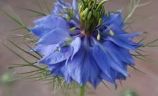 Niella: un evento per festeggiare i fiori blu della Nigella