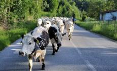 La novità del 2022: Pianfei organizza la “Rudunà”