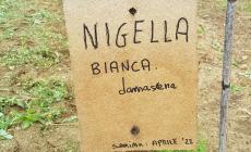 Niella Tanaro celebra la fioritura della Nigella