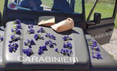 Raccolta di specie botaniche protette, casi multati: migliaia di genzianelle raccolte in sacchi