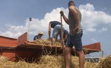 A Pianfei lo spettacolo della transumanza in paese, trebbiatura e Palio