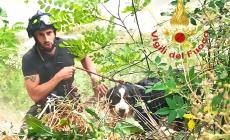 Clavesana: vigili del fuoco salvano cane di grossa taglia