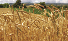 Siccità, la conta dei danni in agricoltura: grano ridotto del 30%

