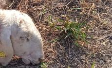 Settimo attacco in tre anni: 15 pecore uccise in un allevamento al confine tra Clavesana e Carrù