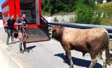 Priero, toro sulla carreggiata della A6: catturato da veterinari ed ex proprietario