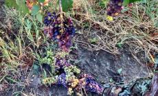 Maltempo e vendemmia , Coldiretti: vento e grandine sulla siccità, danni del 75% sul dolcetto 