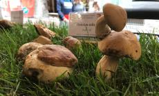 Stagione dei funghi: ami cercarli? I consigli del Soccorso Alpino