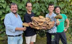 Ceva, Mostra del Fungo al via con una "super esemplare"