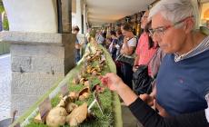 Ceva: in attesa della Mostra del Fungo grande partecipazione all'esposizione scientifica