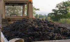 Sorpresa a Clavesana, nonostante la siccità estiva la Cantina non ha registrato perdite di prodotto