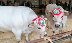 Carrù, Fiera del Bue Grasso: l’amministrazione pensa a un percorso per far vedere da vicino i capi