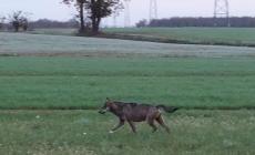 Attacco di lupi ad un gregge di Villanova Mondovì