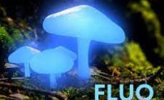 Alla Riserva di Crava lo spettacolo “Fluo night”