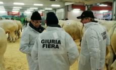FOTOGALLERY - Carrù, Fiera del Bue Grasso 2022: la giuria valuta i capi