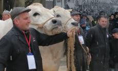 FOTOGALLERY - Carrù, Fiera del Bue Grasso 2022: "Culmine" dei fratelli Delsoglio (Fossano) è il miglior Bue Grasso della Coscia. Il Bue più pesante è "Poli" di Vallino (Marene). Miglior Bue Nostrano "Pulu", è stato allevato nell'azienda di Natale Manzo
