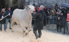 VIDEO - Ecco chi ha vinto i premi più prestigiosi della Fiera del Bue Grasso di Carrù 2022