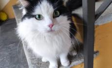 Trovato gatto a Beinette: si cerca il padrone 