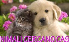 Animali in cerca di casa