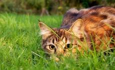 Montaldo Mondov&igrave;: rientrato l&rsquo;allarme bocconi avvelenati