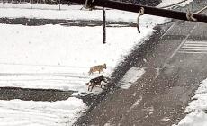 Mondovì, allarme per l'avvistamento in via Paolino: si tratta di due cani e non di lupi